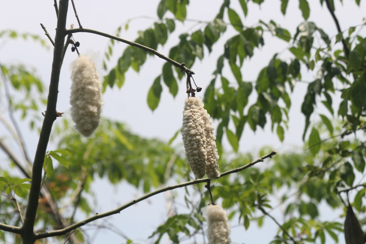 Ceiba pentandra (L.) Gaertn.